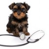 Agoura Hills Animal Hospital