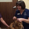 Victor Vet Care