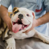 St Francis Animal Clinic PA