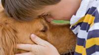 Pet Hospice And Palative Care